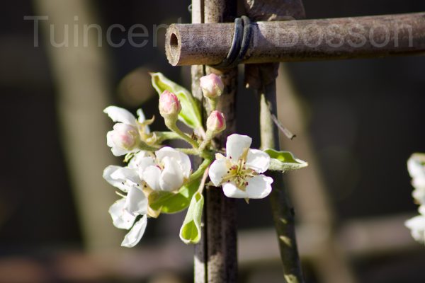 Pyrus communis ‘Saint Remy’