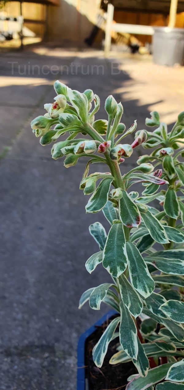 Euphorbia Characias Silver Swan