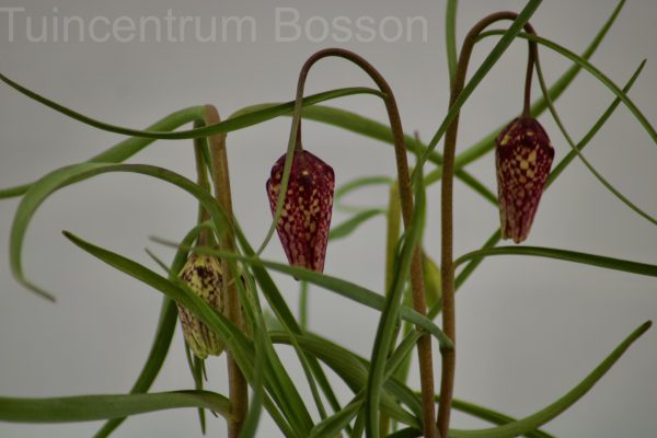 Fritillaria Meleagris