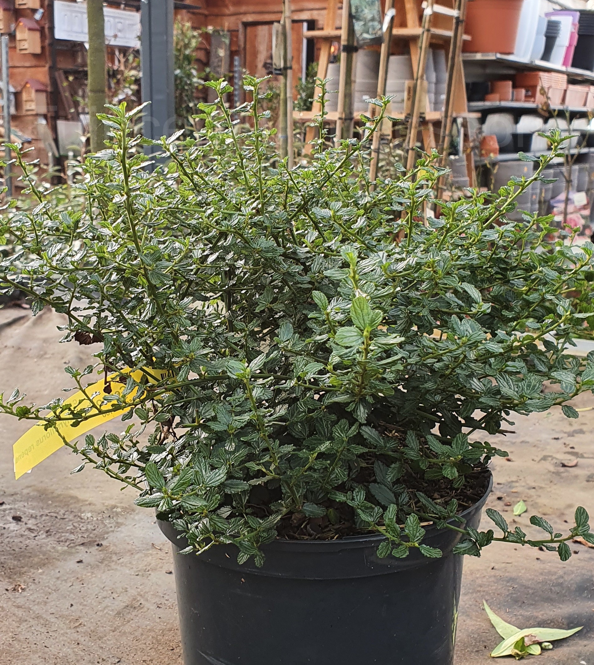 Ceanothus Thyrsiflorus Var Repens Tuincentrum Bosson