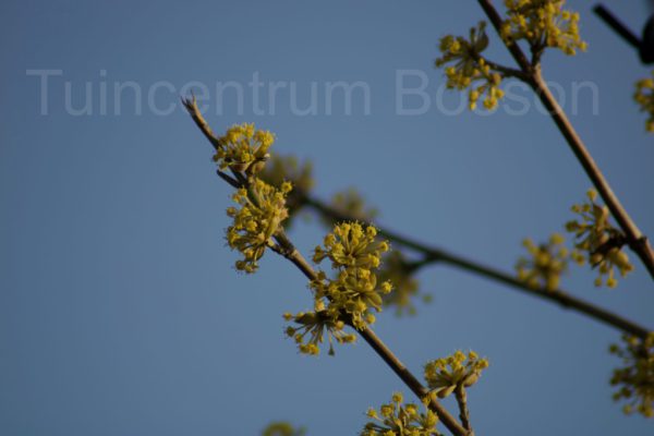 Cornus mas