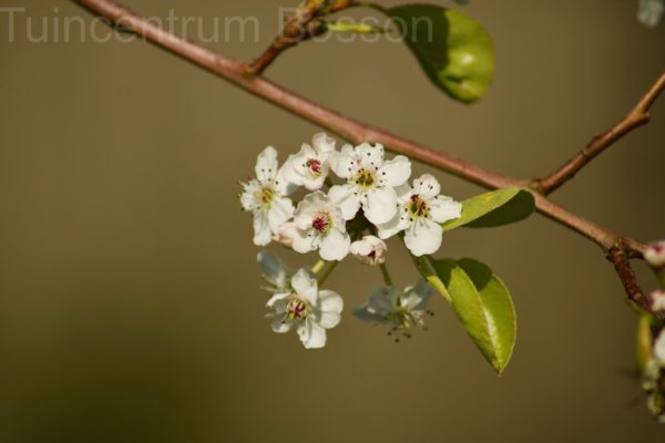 Pyrus Calleryana Chanticleer